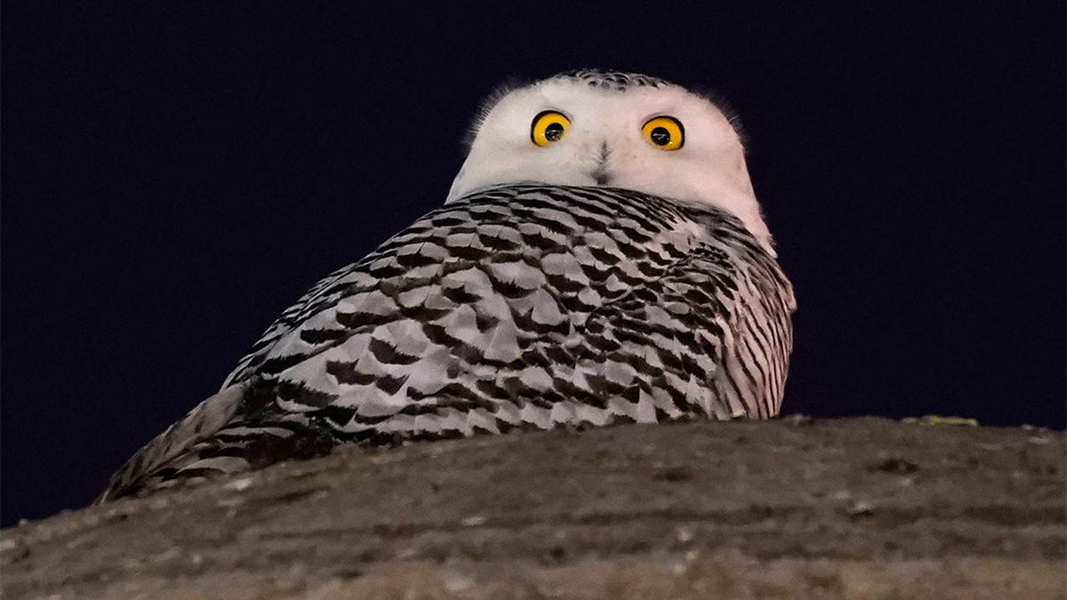 Birds as symbols of wisdom — and what the owl can tell us about ourselves