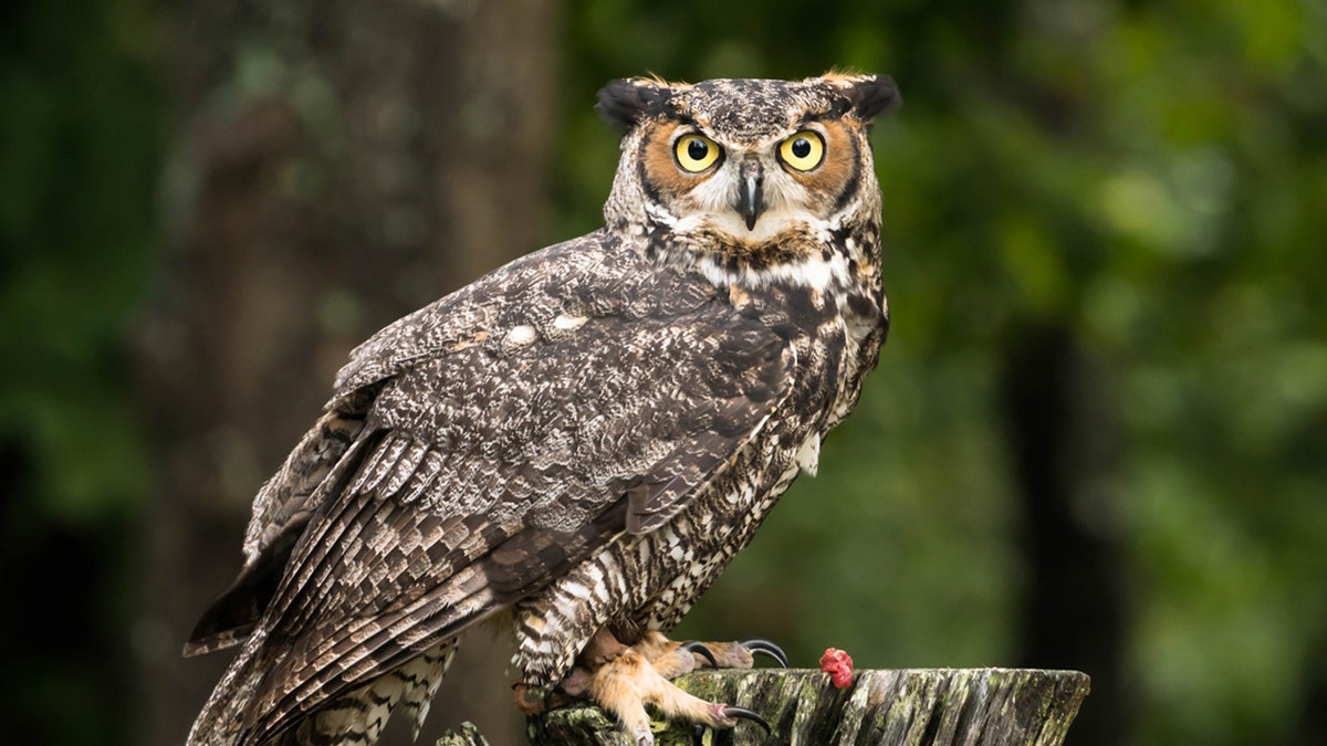 Birds as symbols of wisdom — and what the owl can tell us about ourselves