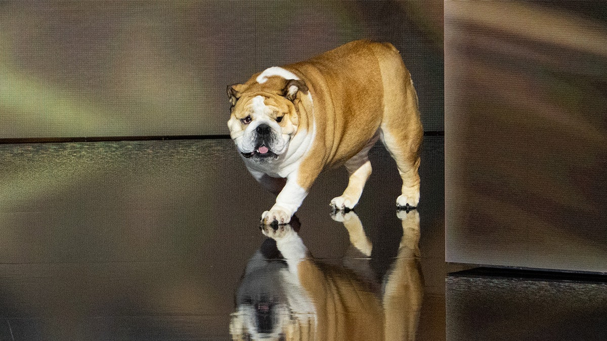 Babydog bobbleheads shelves after appearance at Republican National Convention