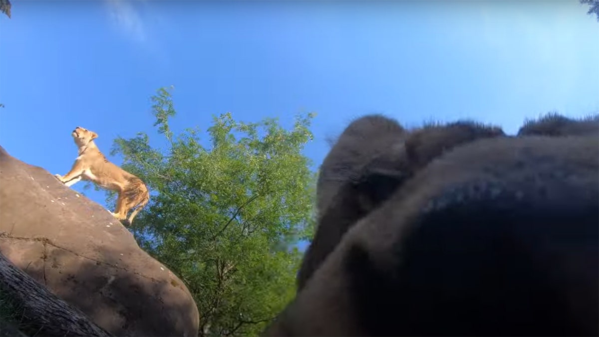 Watch what happens when Oregon Zoo lions find hidden camera in habitat