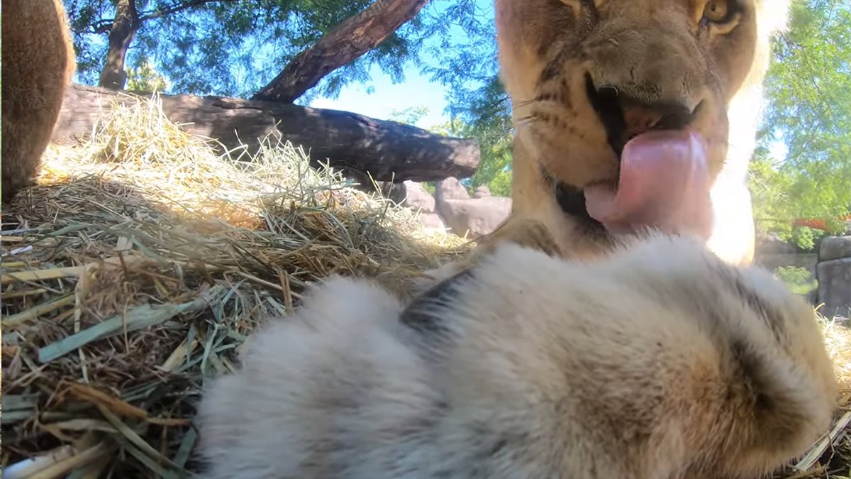 Watch what happens when Oregon Zoo lions find hidden camera in habitat