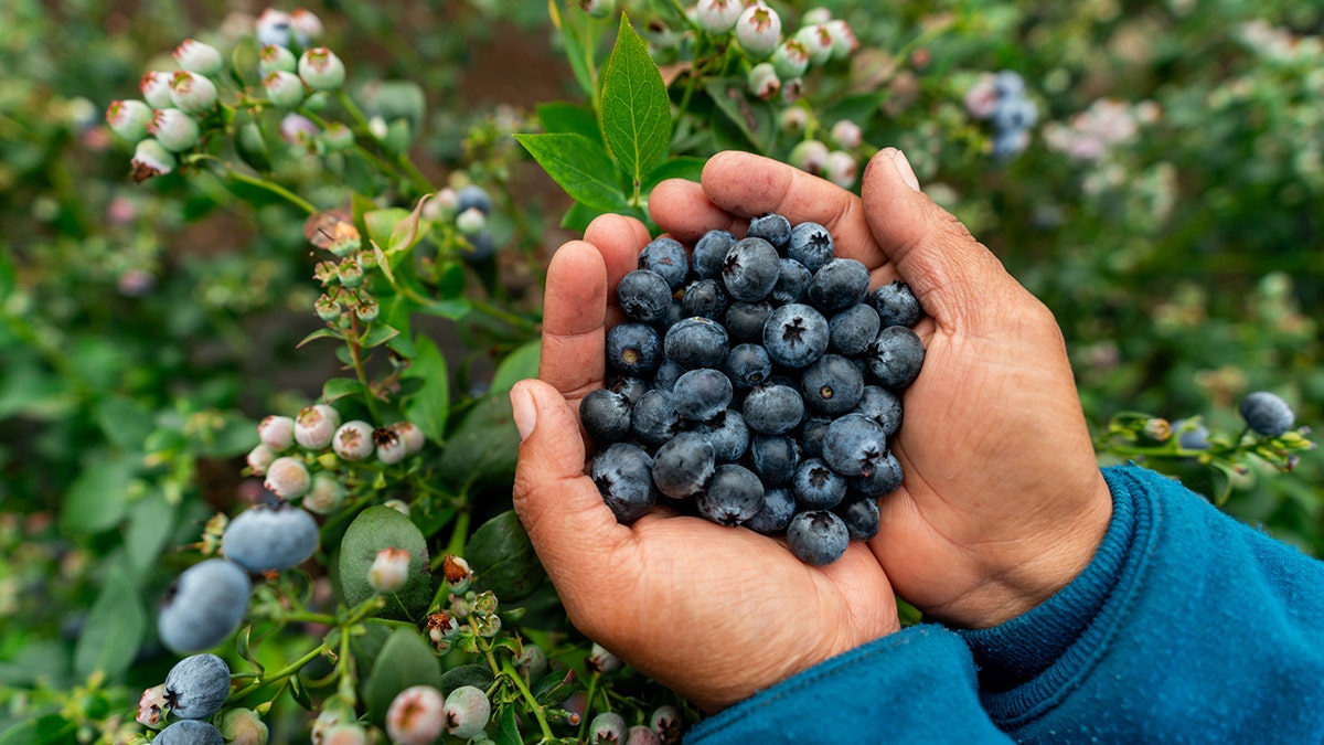 Farmers ‘brutalized’ as costs ‘go through the roof’ in last days of Biden’s America